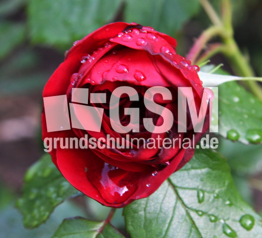 Rosenblüte-Regen-001.jpg